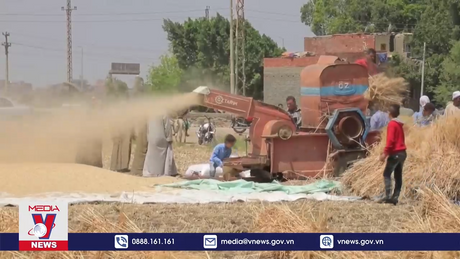 Chỉ số giá lương thực thế giới tăng tháng thứ 3 liên tiếp