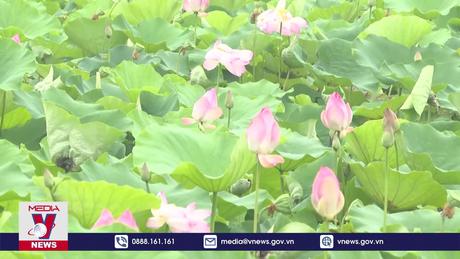 Rộn ràng mùa sen nở