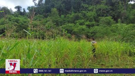 Tuyên Quang khoanh vùng xử lý châu chấu gây hại