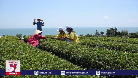 Trà Lao Sơn – Đệ nhất danh trà vùng cực Bắc Trung Quốc