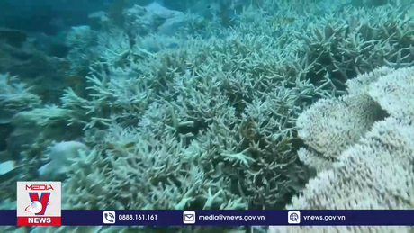 San hô Côn Đảo bị tẩy trắng do nhiệt độ nước biển tăng cao
