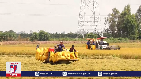 Lúa Hè Thu được giá nhưng mất mùa