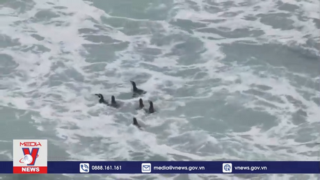 Một loài chim cánh cụt có nguy cơ tuyệt chủng