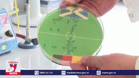 Dự đoán kết quả EURO 2024 bằng vi khuẩn E. COLI