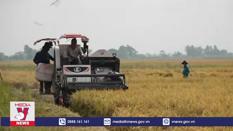 Đồng Tháp phấn đấu có 161.000ha lúa chất lượng cao, phát thải thấp