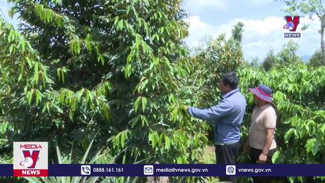 Đồng bào Jrai nâng cao giá trị cây sầu riêng 