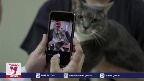 Chăm sóc sức khỏe mèo yêu bằng ứng dụng AI