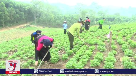 Tuyên Quang cán đích trước 1 năm Đề án trồng 1 tỷ cây xanh 