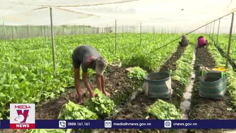 Tiền Giang sản xuất rau màu, thích ứng hạn, mặn