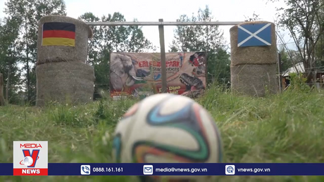 Các nhà tiên tri động vật dự đoán về kết quả trận mở màn EURO 2024