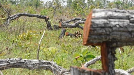 Bản án nghiêm khắc cho các đối tượng “Hủy hoại rừng” quy mô lớn