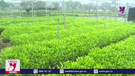 Tuyên Quang phát triển mô hình trồng rừng gỗ lớn  