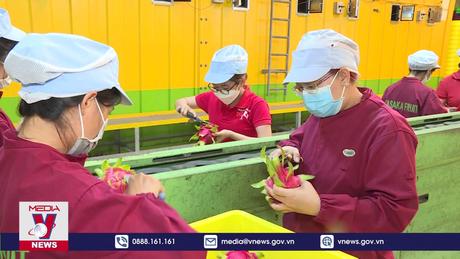 Doanh nghiệp xuất nhập khẩu “còng lưng” vì giá cước vận tải biển tăng vọt