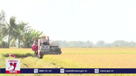 Xác minh việc doanh nghiệp Việt phá giá gạo xuất khẩu