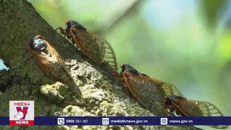 Nước Mỹ đau đầu với hàng nghìn tỉ con ve sầu