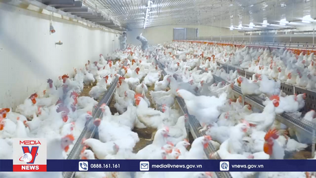 Mở rộng vùng an toàn dịch bệnh cho chăn nuôi