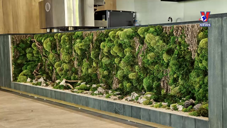 Không gian Pháp ngữ: Chàng trai tạo tác phẩm nghệ thuật từ rêu