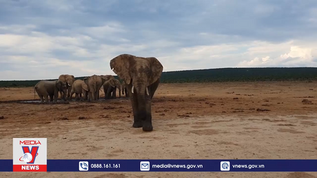 Loài voi có khả năng gọi nhau bằng tên