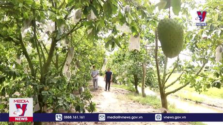 Hiệu quả từ cây mãng cầu xiêm ở Cần Thơ 