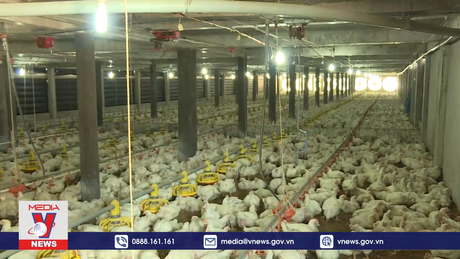 Gia tăng nhiều dịch bệnh gia súc, gia cầm