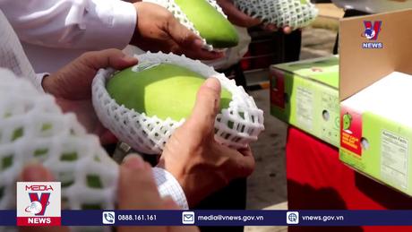 Cần Thơ xuất khẩu lô xoài đầu tiên sang Hoa Kỳ và Australia