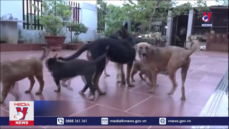 Bị chó dại cắn nhưng không tiêm ngừa, một bệnh nhân tử vong 