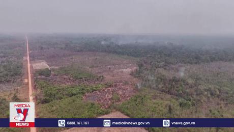 Brazil quyết tâm bảo vệ rừng Amazon
