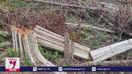 Phát hiện nhiều sai phạm tài chính tại Công ty Lâm nghiệp Kông H'de