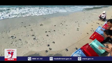 Hành trình 10 năm bảo tồn rùa biển tại Việt Nam