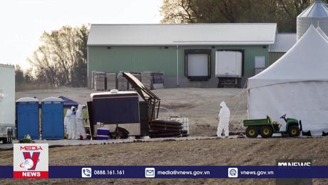 Virus cúm gia cầm độc lực cao tiếp tục hoành hành tại Australia