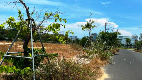 Cơ quan An ninh điều tra mở rộng vụ án, yêu cầu cung cấp hồ sơ các dự án cây xanh 