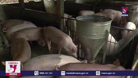 Tuyên Quang tăng cường phòng chống dịch tả lợn Châu Phi 