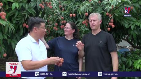 Vải sớm Tân Yên, Bắc Giang đạt doanh thu kỷ lục 