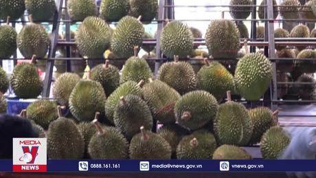 Sầu riêng Malaysia có cơ hội mở rộng thị trường