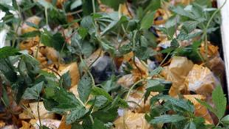 Kon Tum: Tiêu hủy cây giống sâm giả Ngọc Linh