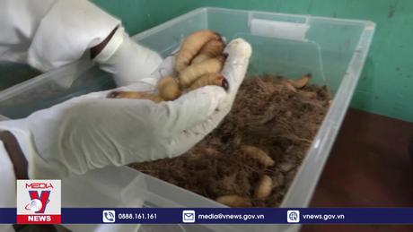 Biến côn trùng thành nguồn thực phẩm ở châu Phi