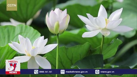 Hoa sen nở rộ tại Trung Quốc