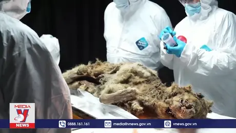 Xác chó sói 40.000 năm tuổi