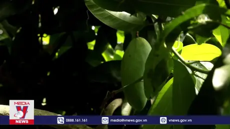 Để quả xoài Cần Thơ tiếp tục vượt đại dương