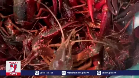 Kiểm tra, kiểm soát chặt chẽ việc nhập khẩu tôm hùm đất