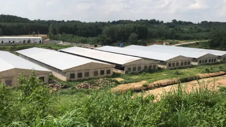 Yêu cầu doanh nghiệp ngưng chăn nuôi tại các cơ sở chưa cấp phép môi trường