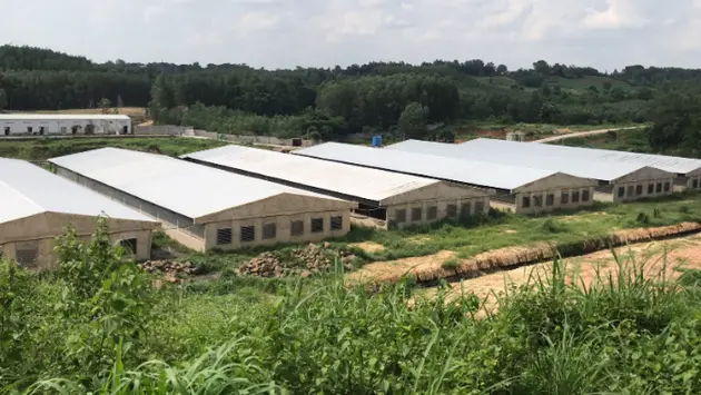 Yêu cầu doanh nghiệp ngưng chăn nuôi tại các cơ sở chưa cấp phép môi trường