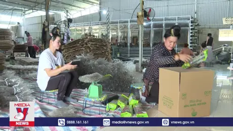 Phát huy hiệu quả các hợp tác xã nông nghiệp ở Điện Biên