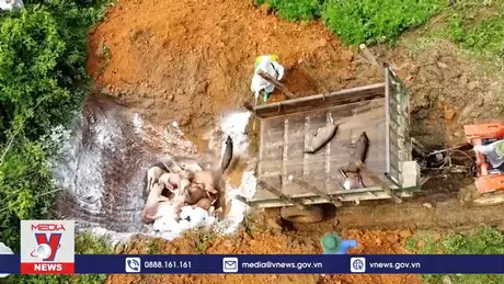 Nguy cơ bùng phát dịch tả lợn châu Phi