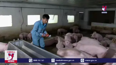 Nguy cơ bùng phát dịch tả lợn châu Phi 