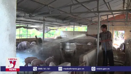 Đồng Nai ngưng chăn nuôi tại cơ sở chưa đảm bảo môi trường