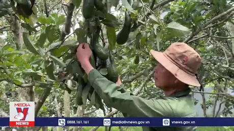 Mùa đắng với giống bơ đặc sản của Lâm Đồng