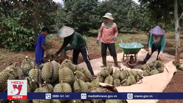 Tiêu điểm kinh tế: Cơ hội tăng tốc xuất khẩu cho nông sản tỷ đô