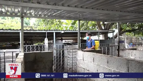 Ngăn chặn dịch tả lợn châu Phi tại Khánh Hòa