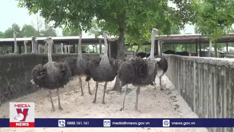 Mô hình nuôi đà điểu trên vùng cát trắng Quảng Bình